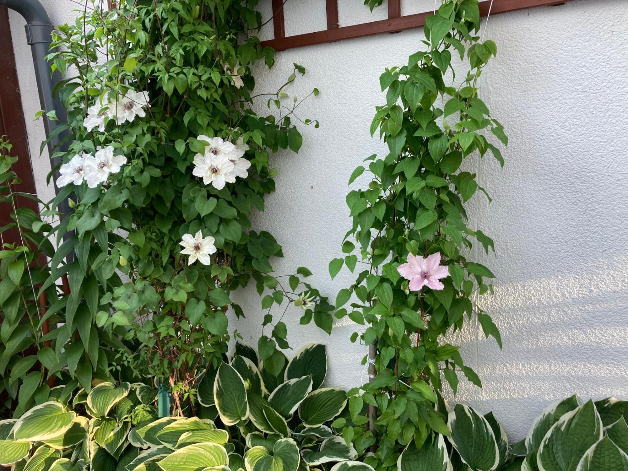 Casa Blanca Privatunterkunft Jastarnia